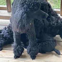 Chachi - Poodle