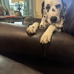 Dalmatian puppies from River Bend Barkery