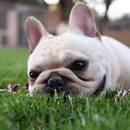 Ruckus - French Bulldog