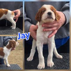 Boy 2 - Red and white male Irish Red and White Setter puppy in Glenwood City, Wisconsin from NyaStar