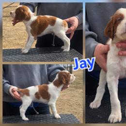Boy 2 - Red and white male Irish Red and White Setter puppy in Glenwood City, Wisconsin from NyaStar