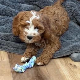 Cavapoo and Coton de Tulear Puppies from Big Gulch Puppies