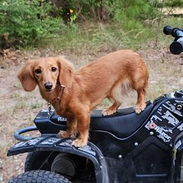 Lily - Dachshund