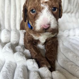 AKC Blue Collar Boy - Red  male Poodle puppy in Powder Springs, Georgia from West Cobb Dogs