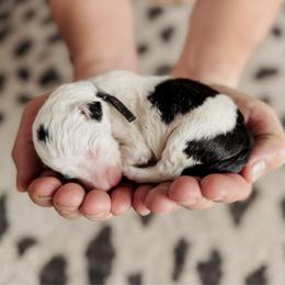 Lugar. - Black and white male Sheepadoodle puppy in Wabash, Indiana from DOODCompany