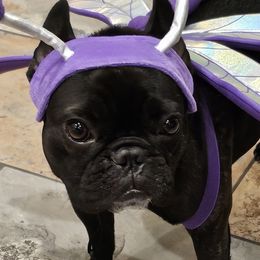 French Bulldogs from Stella's Stars French Bulldogs