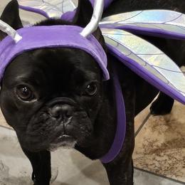 French Bulldogs from Stella's Stars French Bulldogs