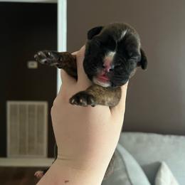 Xena - Brindle female Boxer puppy in Henderson, Tennessee from Vom Broadvalley