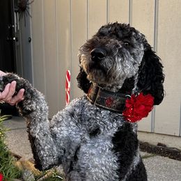 Junie - Goldendoodle