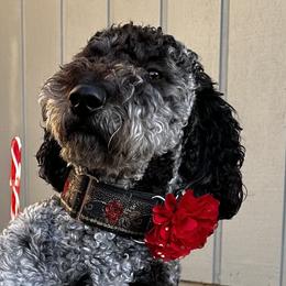 Junie - Goldendoodle