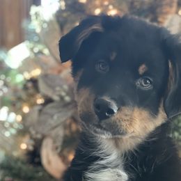 Australian Shepherds from Mundo Farm Aussies
