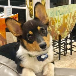 Pembroke Welsh Corgi Puppies from Willow Creek Corgis