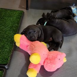 Labrador Retriever Puppies from Steele Caliber Retrievers