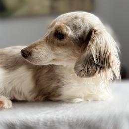 Lilly - Dachshund