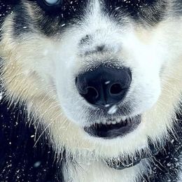 Siberian Husky Puppies from Xk siberians