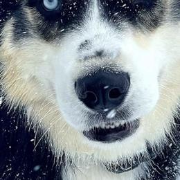 Siberian Husky Puppies from Xk siberians