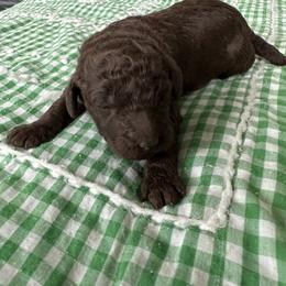 Ms Brown - Brown female Poodle puppy in Severance, Colorado from Cox's Poodle Pups