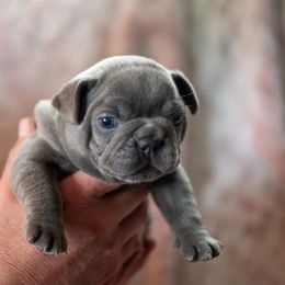 French Bulldog Puppies from Lakes Area Frenchies