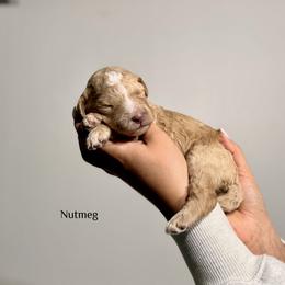 Nutmeg - Red female Bernedoodle puppy in Pennsylvania from Bells Bernedoodles