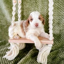 Bane - Parti male Labradoodle puppy in Elizabeth City, North Carolina from Howdy Doodles