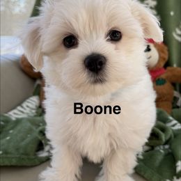 Boone - White male Coton de Tulear puppy in Ludington, Michigan from Cotten's Sunset Kennels