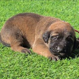 Red Collar Apricot Boy - Apricot male Mastiff puppy in Auburn, Kansas from Puppy Paradise:  English Mastiff Puppies & Standard Goldendoodle Puppies
