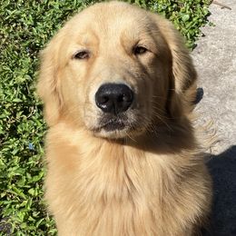 Parker - Golden Retriever