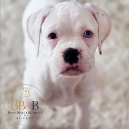Yellow Collar (deaf) - White female Boxer puppy in Howey In The Hills, Florida from Bayla Belle & Blossom's Boxers