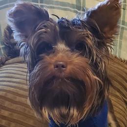 Miniature Schnauzers and Yorkshire Terriers from Cuddly Cutts Pets