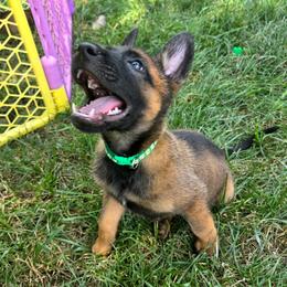 Dopey - Fawn male Belgian Malinois puppy in Signal Mountain, Tennessee from Torgun Police Dogs