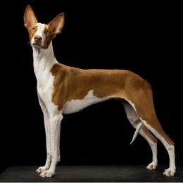 Stella - Ibizan Hound