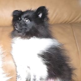 Hunnibunnies Lurch Addams - Black parti male Pomeranian puppy in Cleveland, Ohio from Hunnibunnies