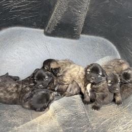 Aussiedoodle and Sarplaninac Puppies from Pesky Redneck Mini Ranch