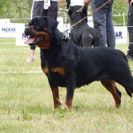 Asi - Rottweiler