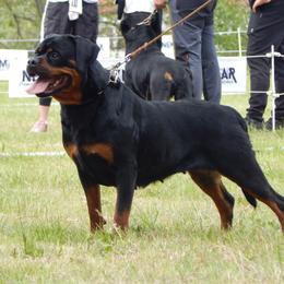 Asi - Rottweiler