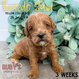 Cavapoo Puppies from Ruby's Cavapoos