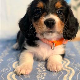 Ralph 2400 - Piebald male Dachshund puppy in Lexington, Oklahoma from Long Doggy Acres Miniature Dachshunds