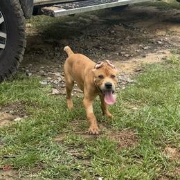 Cane Corso Puppies from TopNotch Corsos