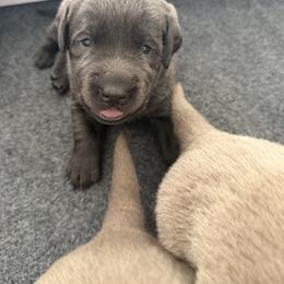 Boy 1 - Black male Labrador Retriever puppy in Fontana, California from Silver Labrador of Southern California