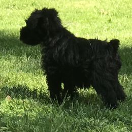 Miniature Schnauzer Puppies from Divine Miniature Schnauzers
