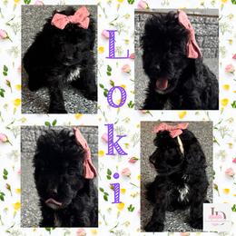 Loki (Purple6) - Black female Goldendoodle puppy in Ankeny, Iowa from Iowadoodles2love