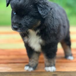 Belle - Black tri female Miniature Australian Shepherd puppy in Doddridge, Arkansas from Huddleston Farm