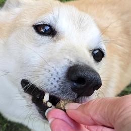 Mindy - Norwegian Buhund