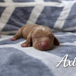 Axl - Red male Dachshund puppy in Russellville, Arkansas from River Valley Daschunds