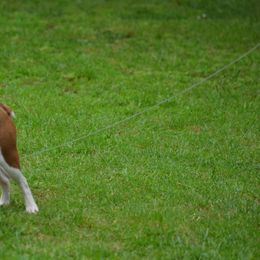 Sally - Boston Terrier