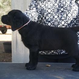 Labrador Retriever Puppies from DogRiver Labradors