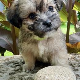 Bohdi - Cream male Companion Cross puppy in Mankato, Minnesota from Tiny and Treasured