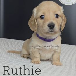 Ruthie (7thHeavenLitter) - Cream female Dachshund puppy in Texarkana, Arkansas from Dogwood Acre Dachshunds