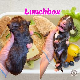 Lunch Box - Tri-color female Bernedoodle puppy in Banner Elk, North Carolina from Walnut Tree Bernedoodles