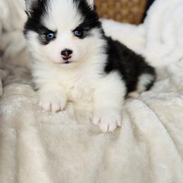 Little guy - Black and white male Pomsky puppy in Yavapai County, Arizona from Pawsh Pomskies